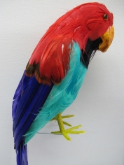 Pirate Parrot 15 inch